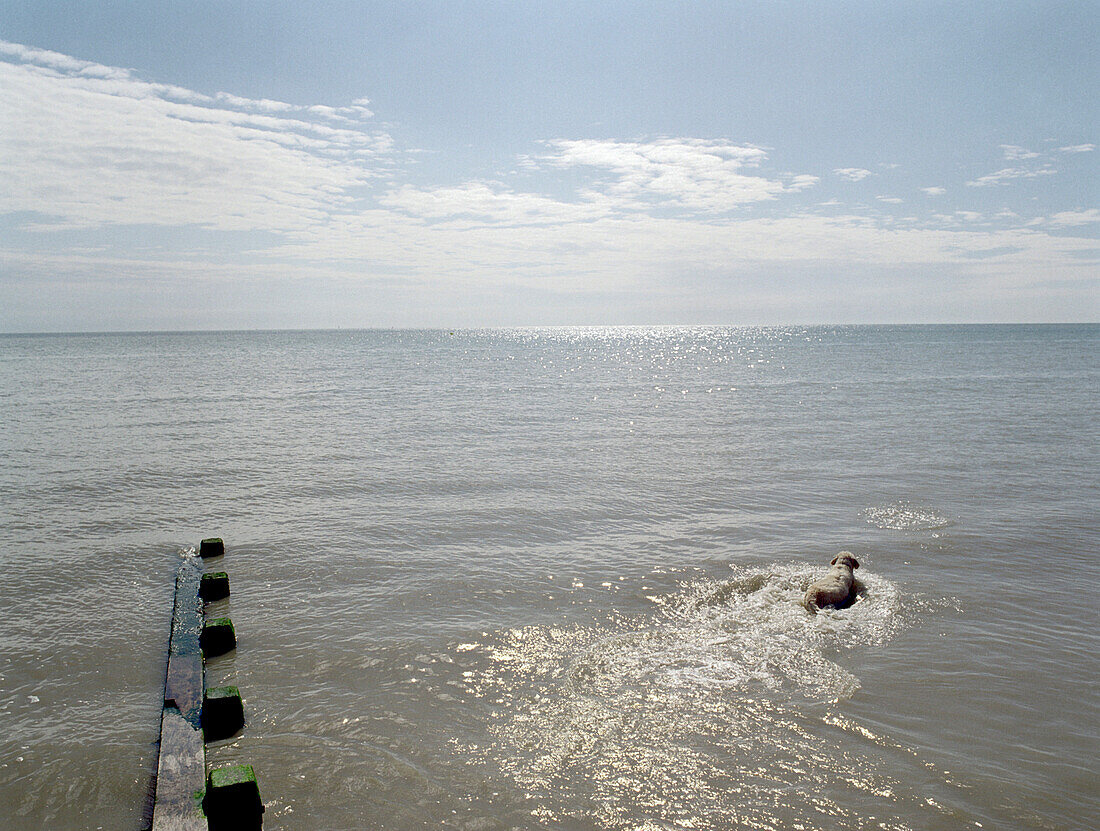Dog swimming in the wide open sea, Pevensey Beach, Pevensey Bay, East Sussex, South East England, England, Great Britain