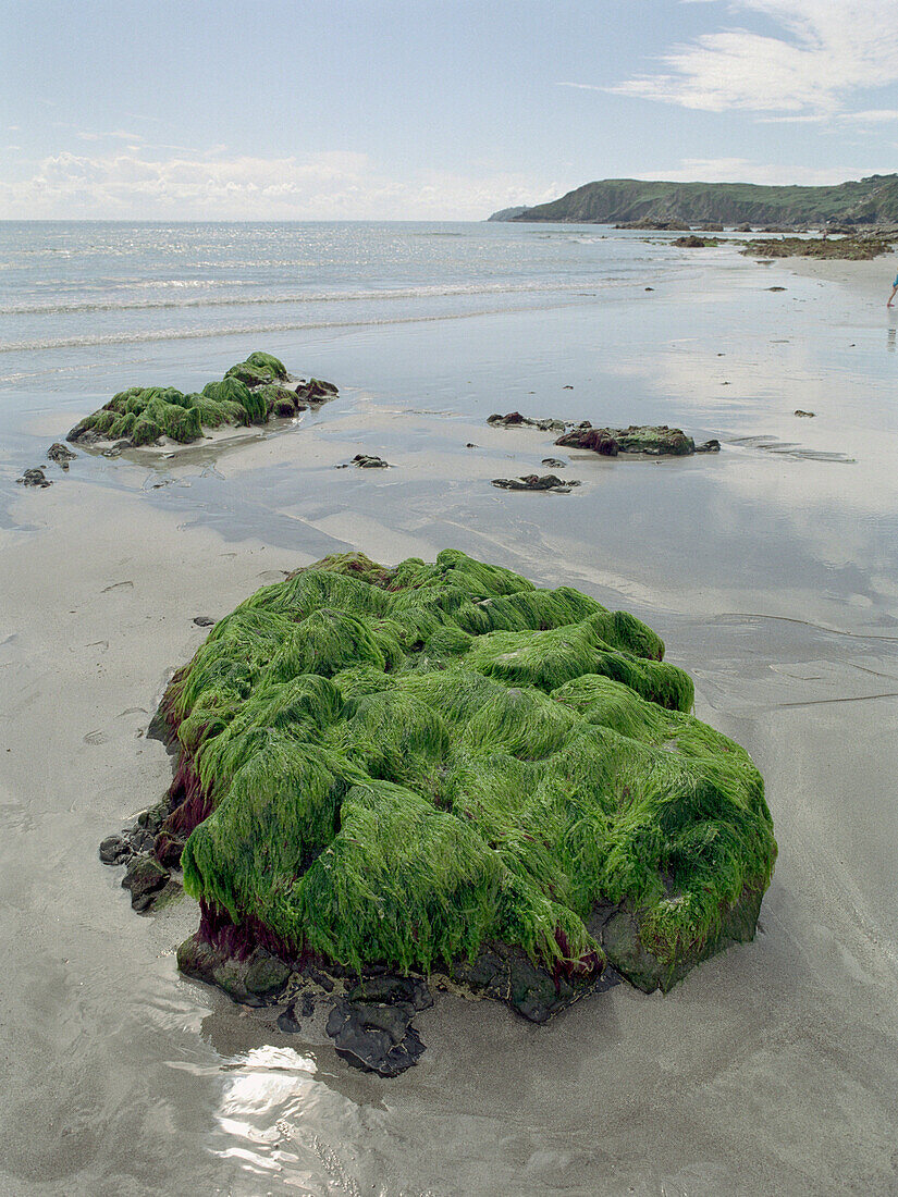 Stones overgrown with algaes, Kennack Sands, South England Great Britain