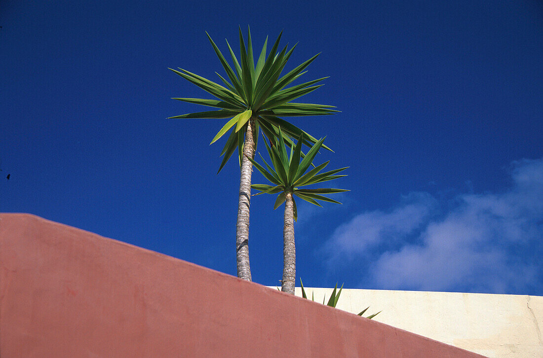 Palmen auf dem Dach des Hotel Rural Finca Las Salinas im Sonnenlicht, Yaiza, Lanzarote, Kanarische Inseln, Spanien, Europa