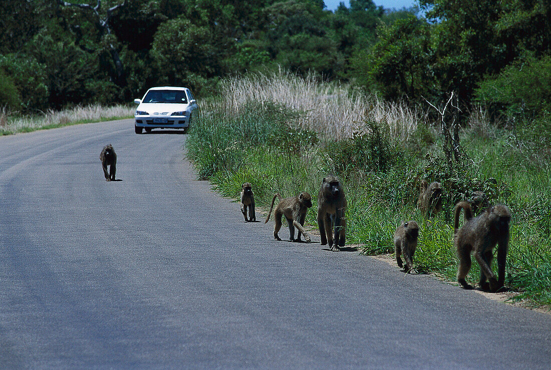Baboons in front of car, Krüger NP South Africa
