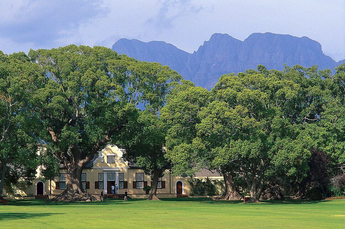 Houses under great trees in the sunlight, Winery Vergelegen, Somerset, Western Cape, South Africa, Africa