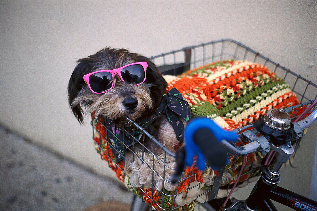 Dog with sunglasses and blanket in bicycle basket, Miami Beach, Florida, USA