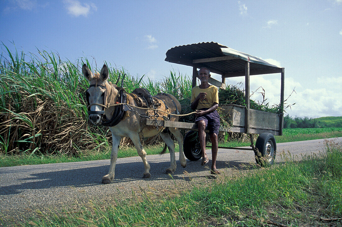 Farmer on a Donkey cart, Trinidad&Tobago Caribbean