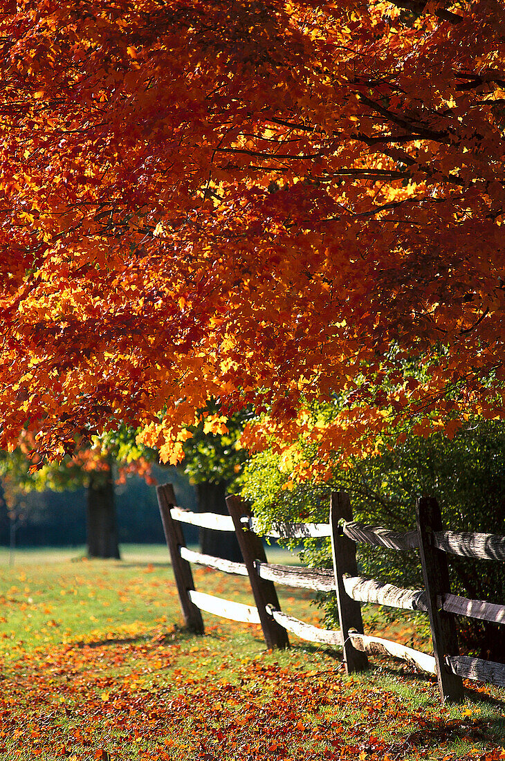 Holzzaun unter herbstlichen Bäumen, Old Bennington, Vermont, USA, Amerika
