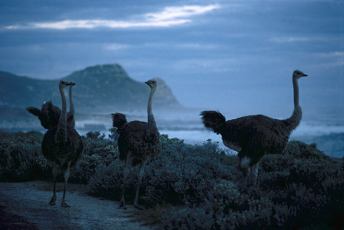 Ostrich at Cape of good hope, Western Cape South Africa