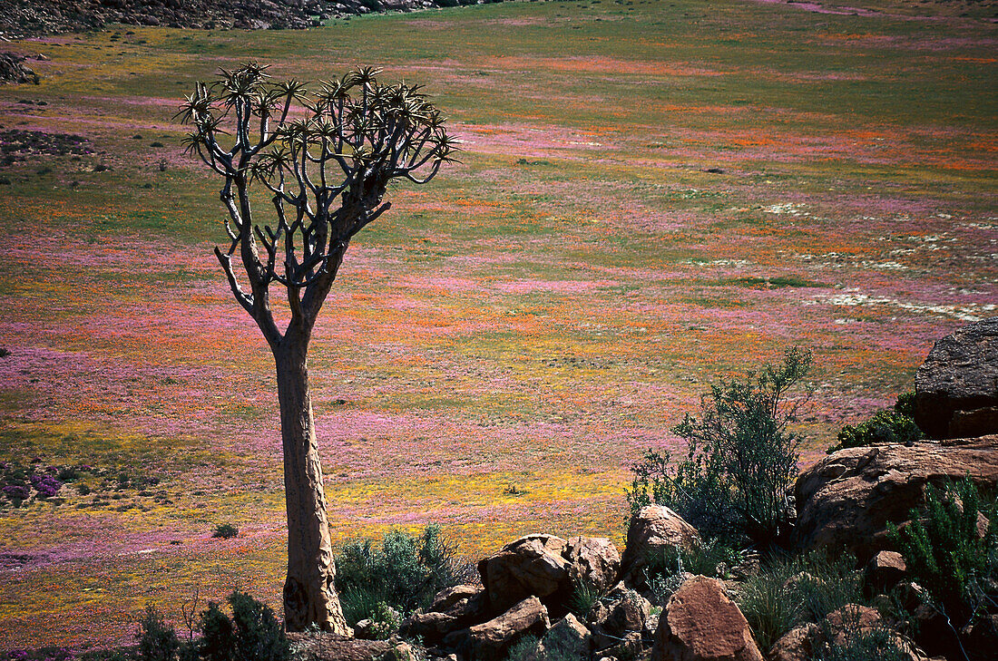 Flower meadow, Spring, Namaqualand South Africa