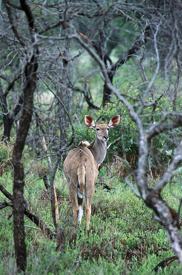 Nyala, Krüger NP, South Africa-