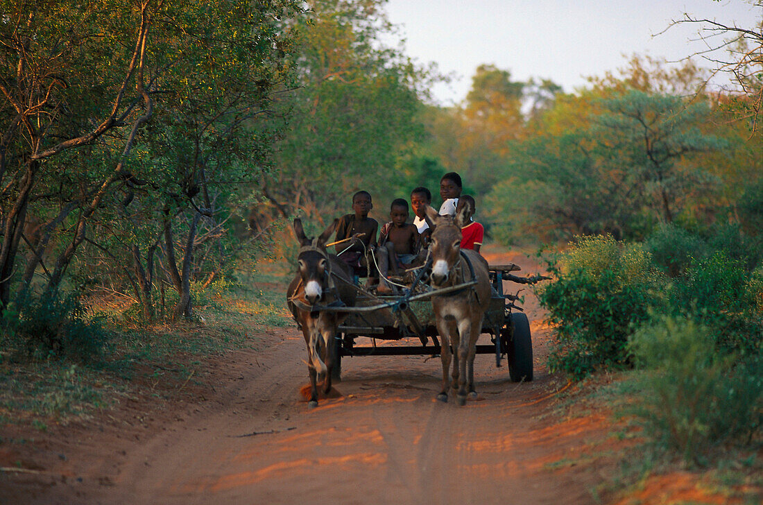 Venda-Kids on donkeycart, Northern Transvaal South Africa