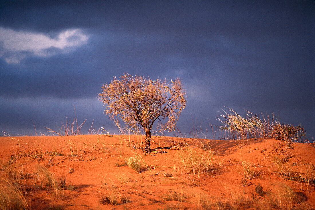 Kalahari, Transfrontier Park, South Africa