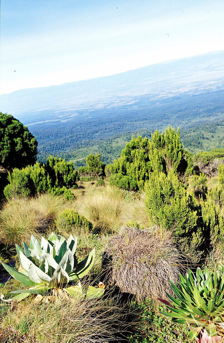 Hill mount kenia, landscape view