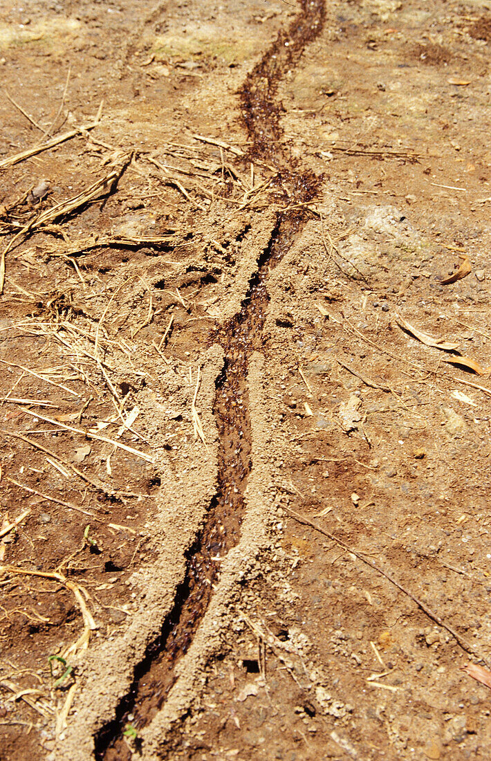 Close-up of the ant trail in Kenia, Mount Kenya, Kenya, Africa