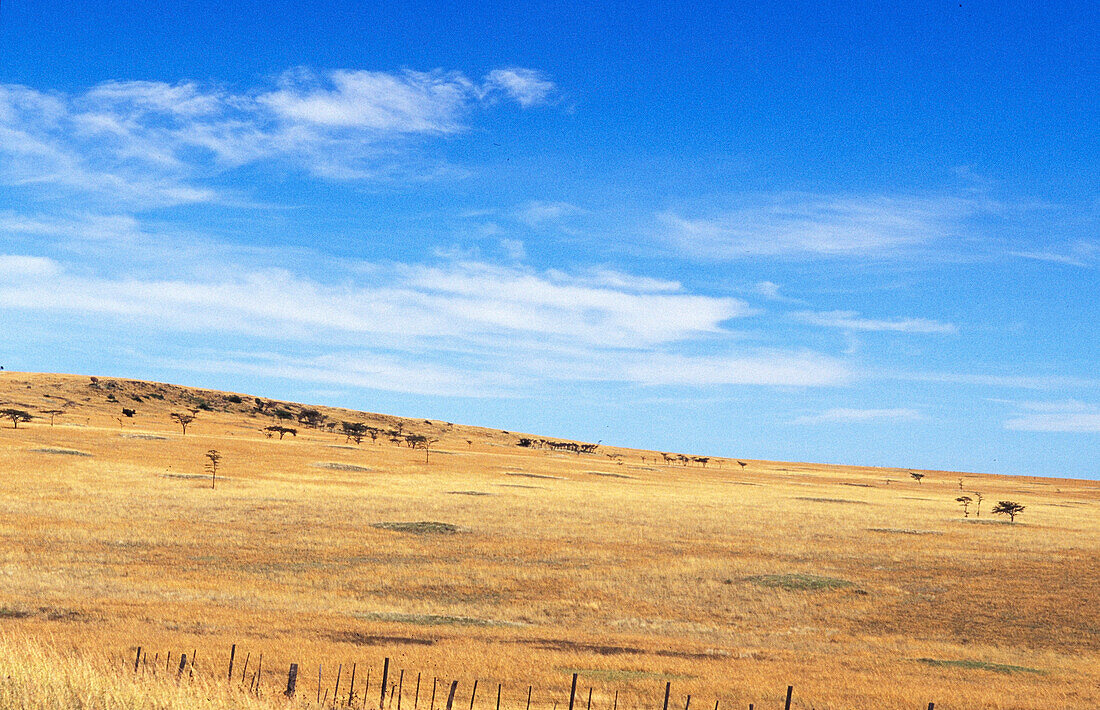 Dry fields, landscape field