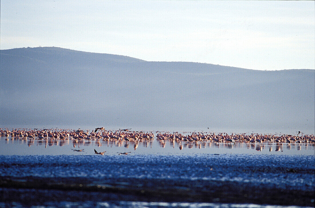 Pink flamingoes at nakuru lake, nature birds on lake
