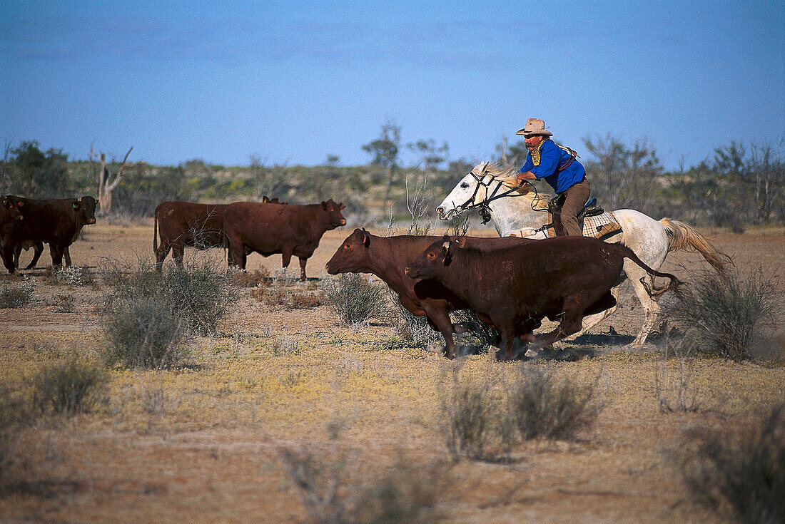 Sorting Cattles, Cattle Station, South Australia Australia