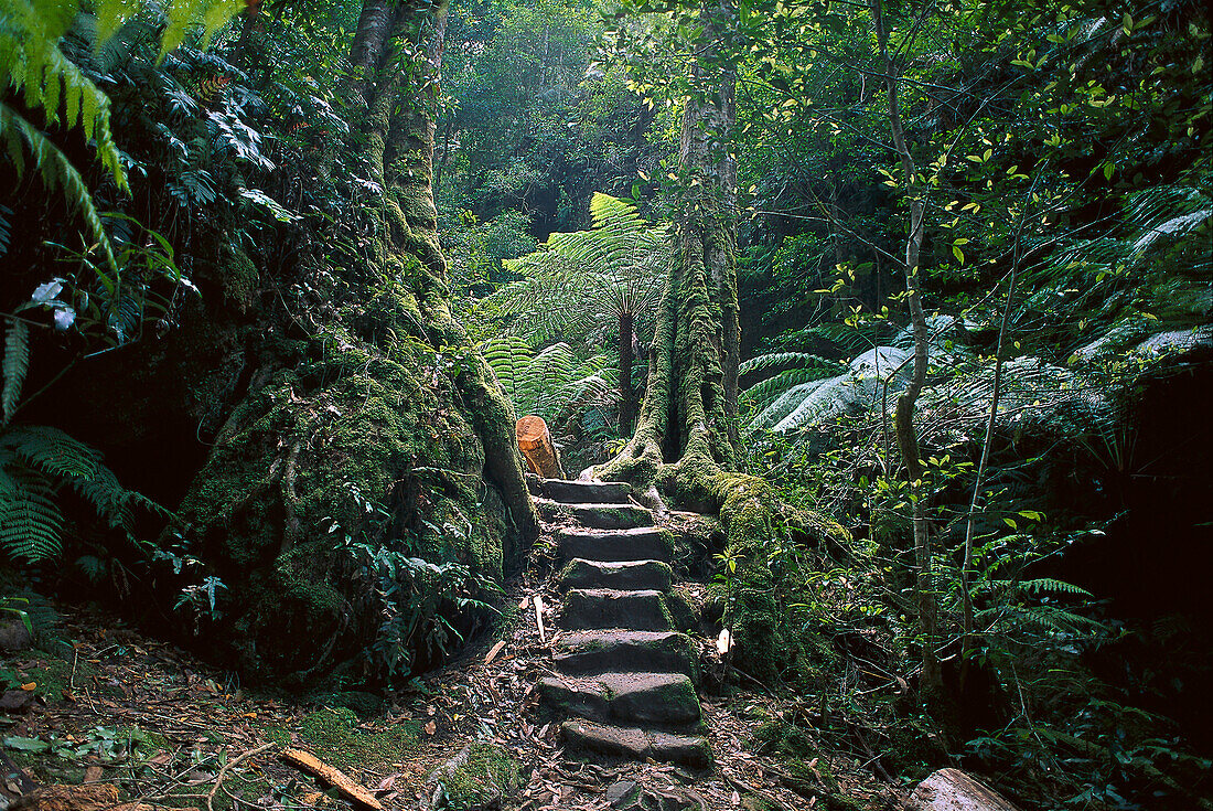 Rainforest , Blue Mountains, New South Wales Australia