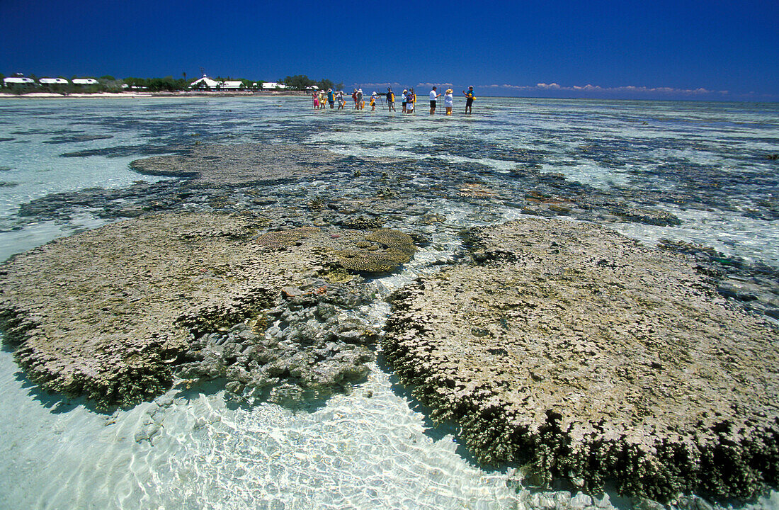 Reef walk, Heron Island, Great Barrier Reef Queensland, Australia
