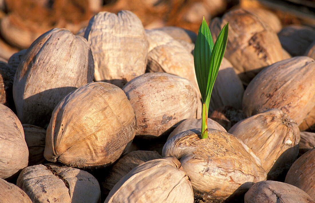 Close up of coconuts, West Island, Cocos Keeling, Islands Australia