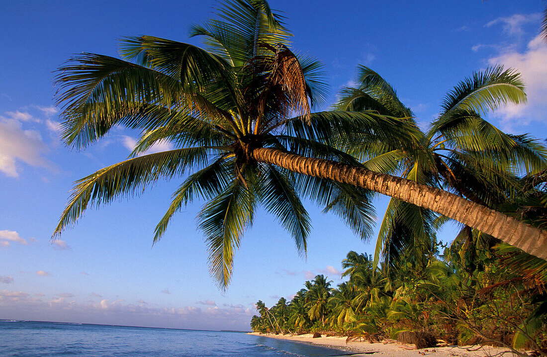 Beach with palm trees, Trannies Beach, West island, Cocos Keeling Islands, Australia