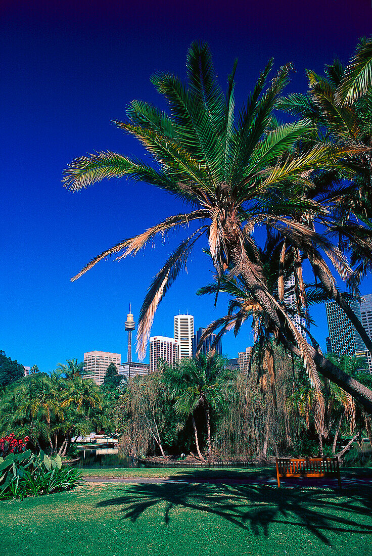 Botaninischer Garten, Sydney , NSW Australien
