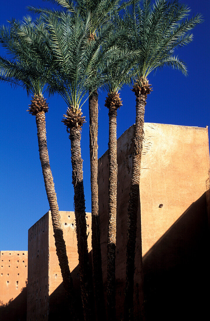 Palm trees in front of the Badii Palace rampart, Marrakesh, Morocco, Africa