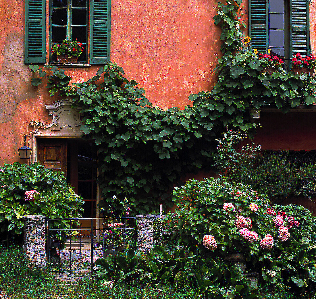Overgrown facade, Ticino, Switzerland
