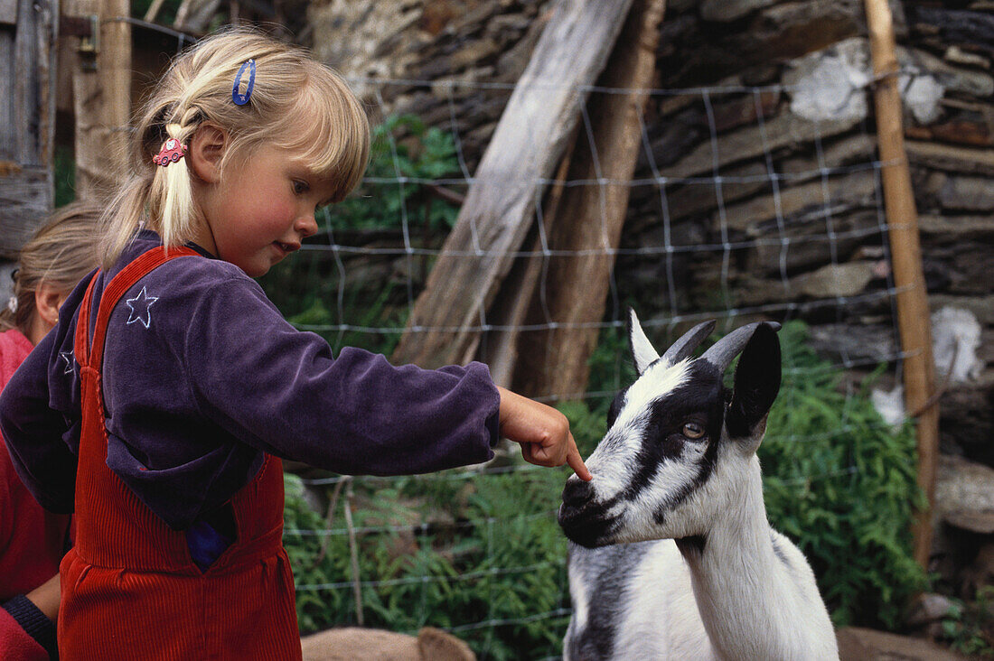 Child stroking a goat, Farm holidays, Agriculture