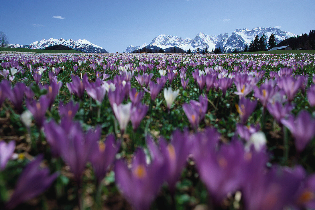 Krokuswiese, Werdenfelser Land, Upper Bavaria, Bavaria, Germany