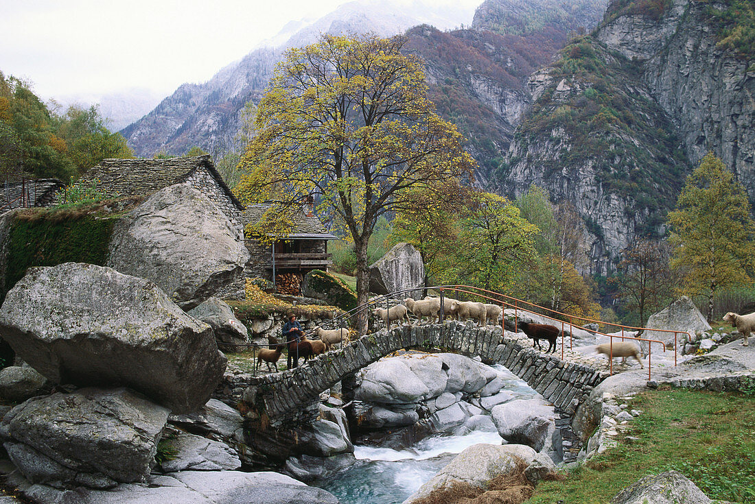 A flock of sheep going over a bridge, stone houses, Val Caneggia, Ticino, Schweiz