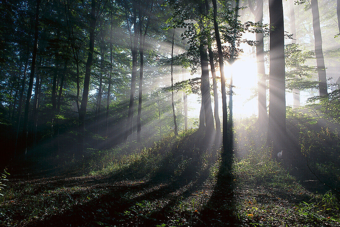 Beech grove in the morning sun