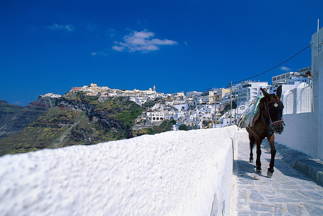 Esel in einer Gasse und Blick auf die Stadt Thira, Santorin, Kykladen, Griechenland, Europa