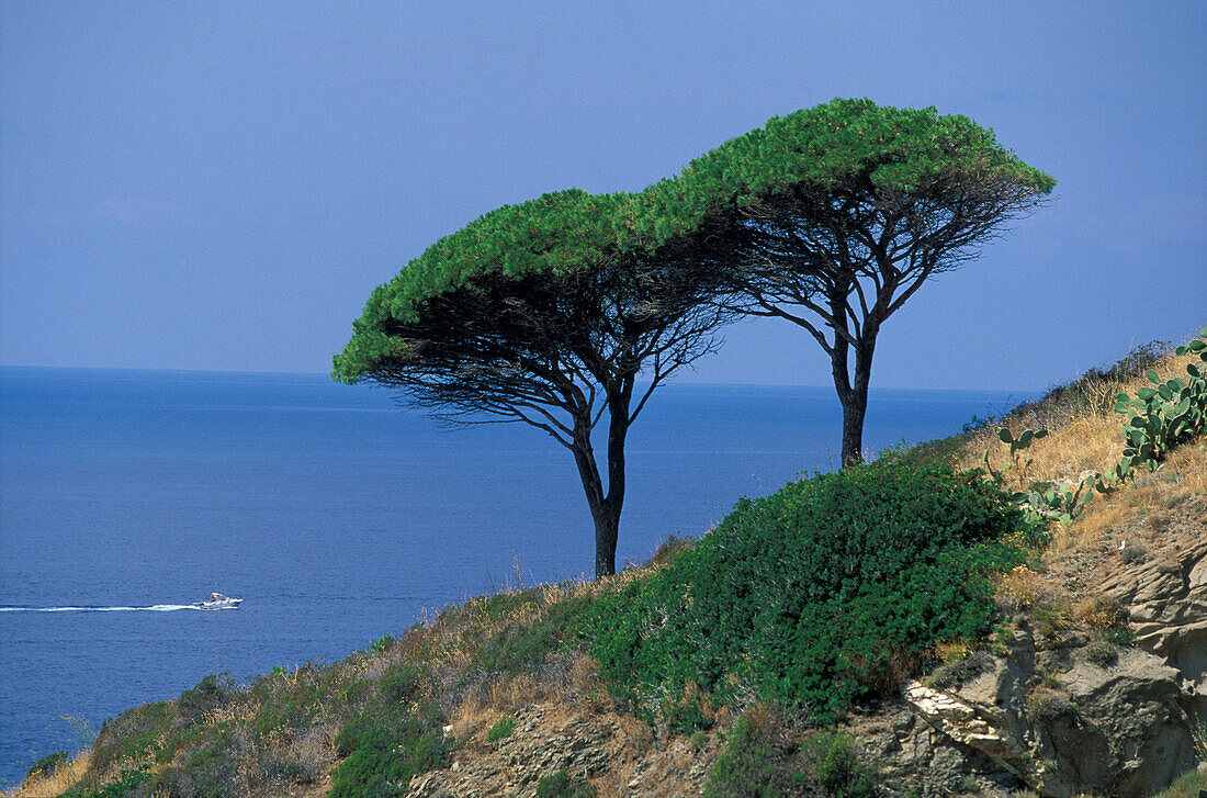 Pine trees, Colle di Palombaia, Elba Island, Italy