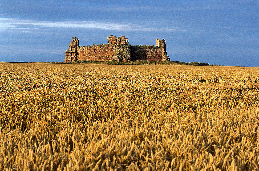 View over a cornfield at Tantalon Castle, East Lothian, Scotland, Great Britain, Europe