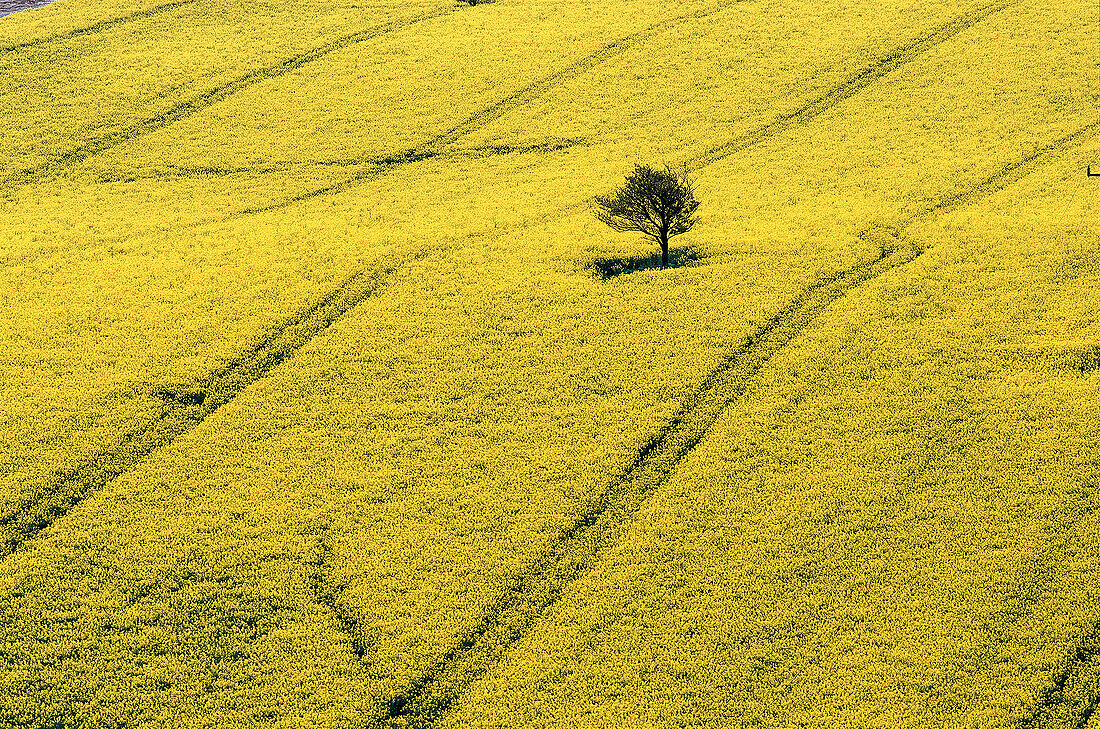 Rape field, Insel Rügen Mecklenburg, Germany