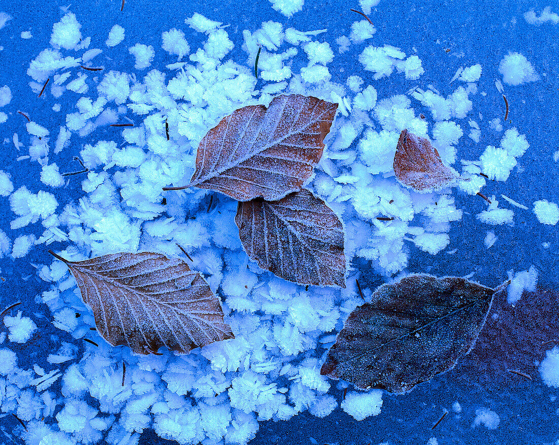 Beech leaves and ice crystals on frozen ice, Autumnal leaves, Winter, Nature