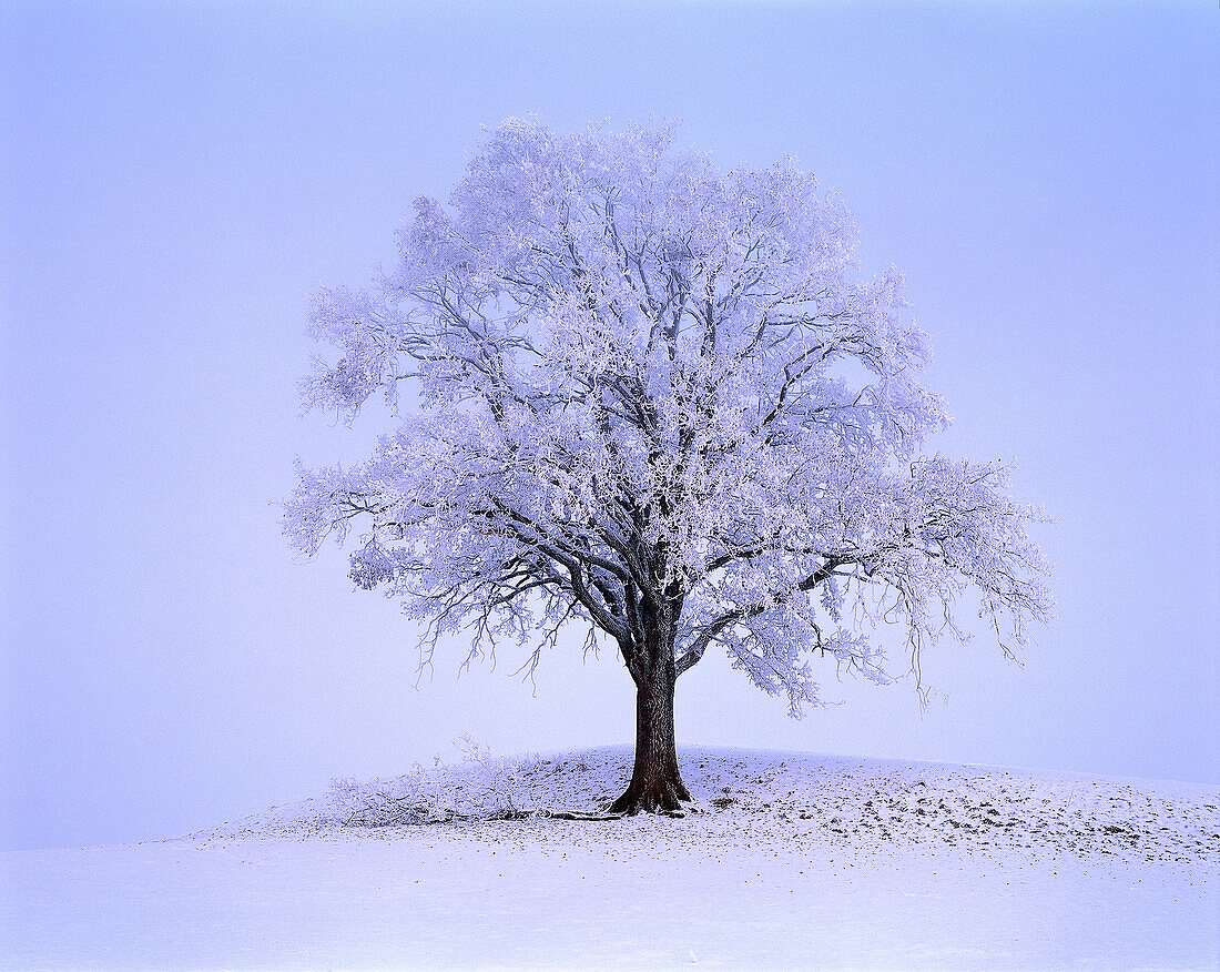 Baum mit Raureif, Tree with glazed frost, Bavaria, Germany