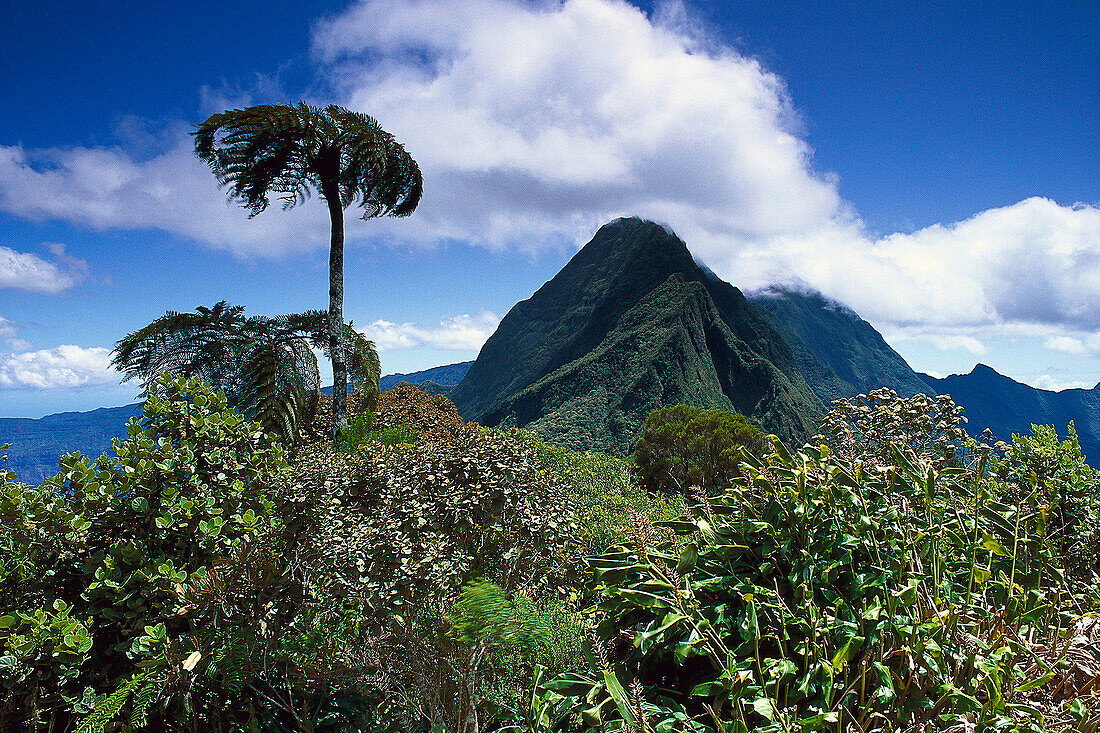Regenwald und Berge auf der Ile de la Reunion, Afrika