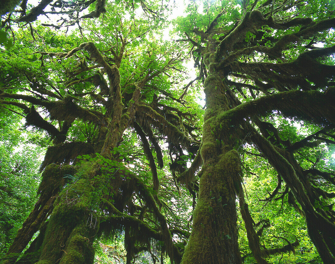 Giant trees at rainforest, Olympic National Park, Washington USA, America