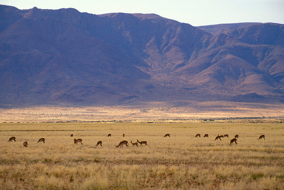 Antilopen in der Savanne, Namibia, Afrika