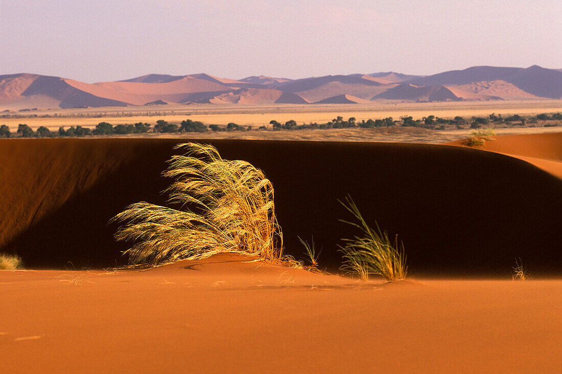 Wüstenlandschaft und Sanddünen, Namib Wüste, Sossusvlei, Namibia, Afrika
