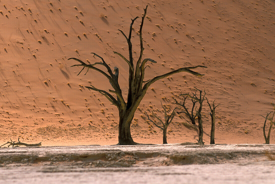 Wüstenlandschaft mit abgestorbenen Bäumen, Namib Wüste, Sossusvlei, Namibia, Afrika