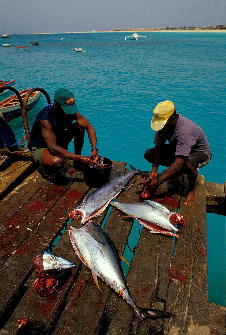 Fishing, S.Maria, Sal, Cape Verde Islands, Africa