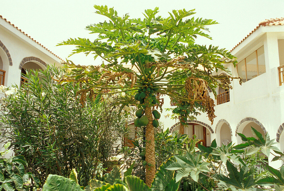 Palm trees at a courtyard, Santa Maria, Sal, Cape Verde, Africa