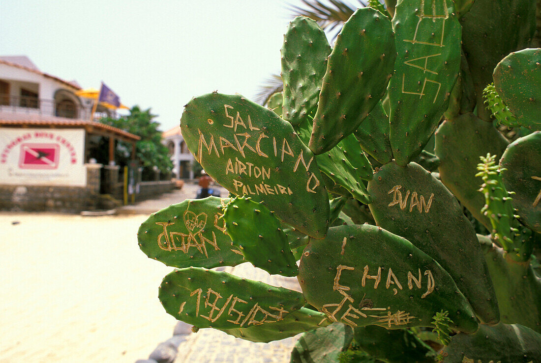 Cactus with engraved names, Santa Maria, Sal, Cape Verde, Africa