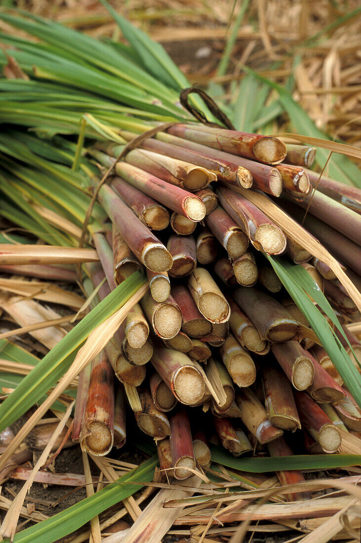 Ein Bündel Zuckerrohr, Paul, Santo Antao, Kap Verde, Afrika