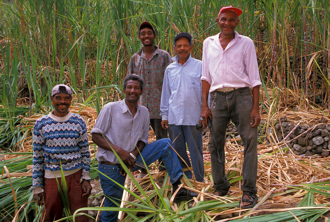 Workers on plantation of sugar cane, Paul, Santo Antao, Cape Verde Islands, Africa