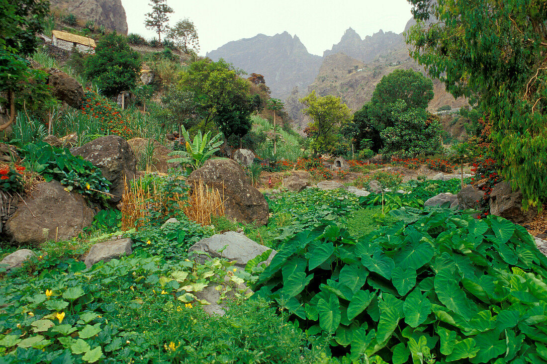 Grüne Pflanzen in Berglandschaft, Paul, Santo Antao, Kap Verde, Afrika
