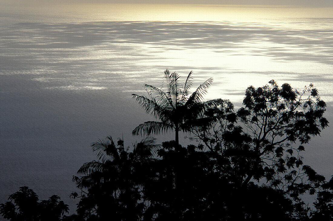 Rainforest and Sea, Ile de la Réunion