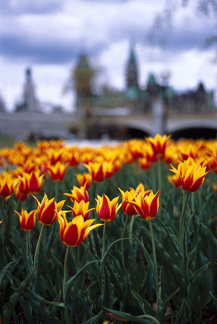 Tulips, Down Town, Ottawa Ontario, Canada