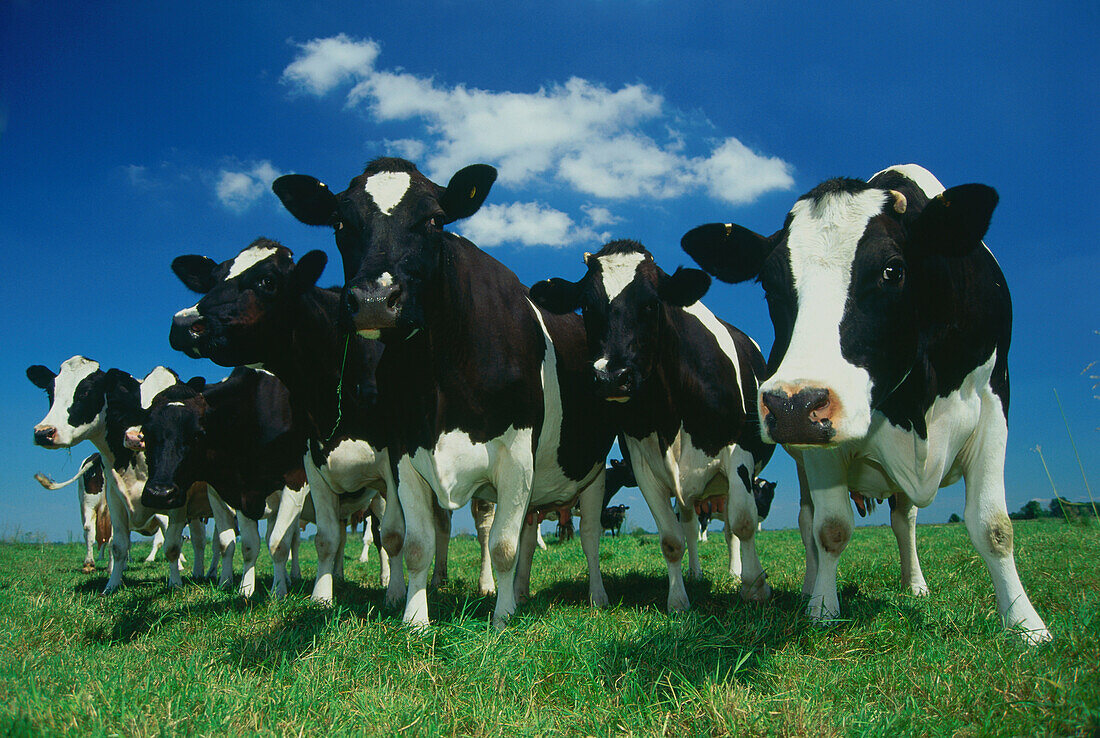 Black mottled cows on meadow, near Bremen, Germany