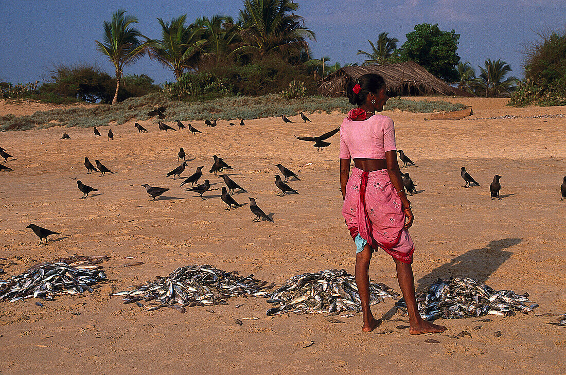 Fische sortieren, Baga Beach Goa, Indien